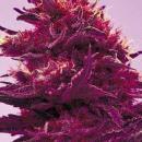 Purple Power cannabis 10 seeds